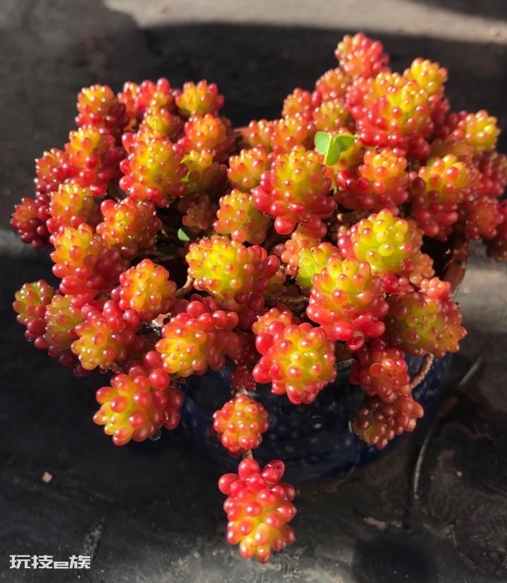 养花爆盆是什么意思(盘点很容易爆盆的5种多肉植物)-图片6